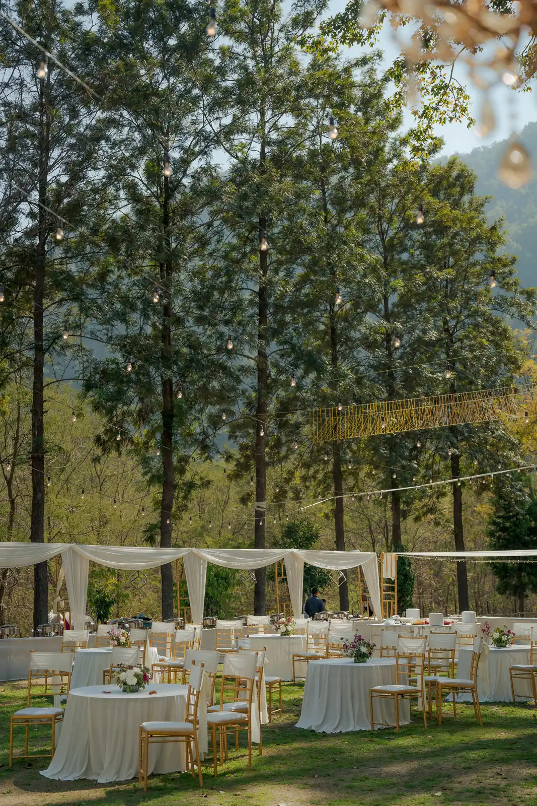 Lush Green Forest View at Jim Corbett