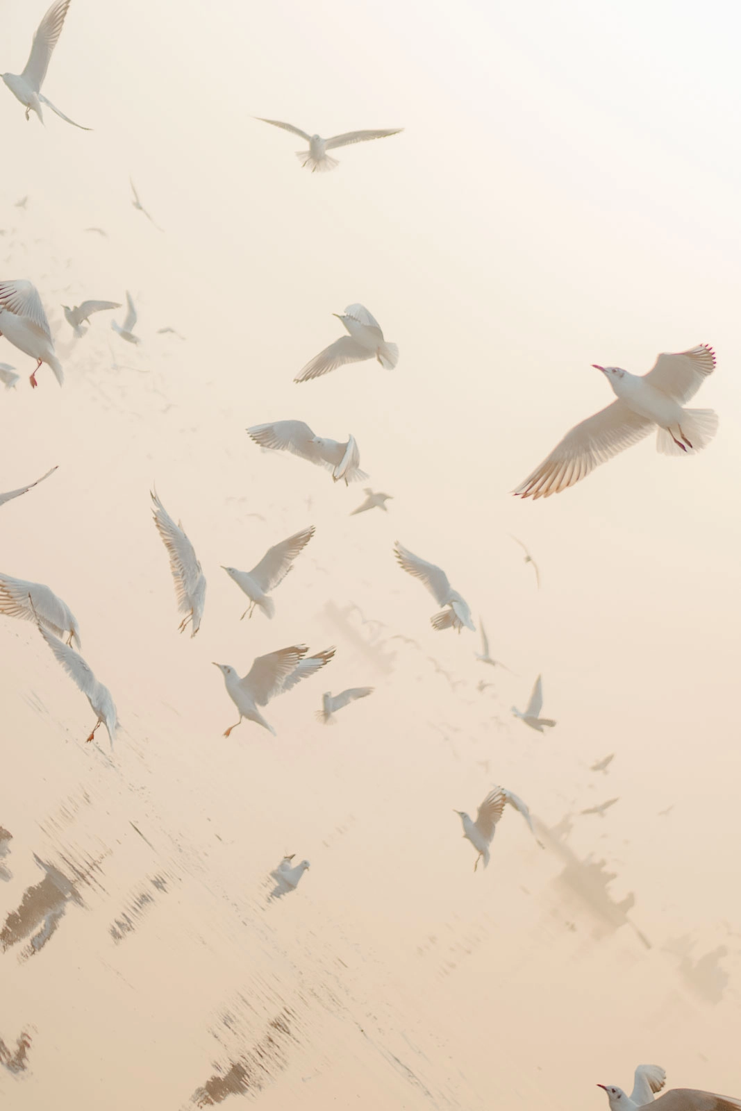 Romantic Bird-Filled Sky at a Delhi Pre-Wedding